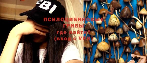 хмурый Аркадак